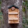 Screech Owl House