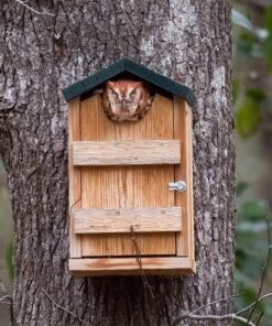 Screech Owl House
